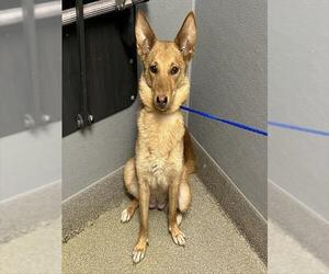German Shepherd Dog-Unknown Mix Dogs for adoption in Las Vegas, NV, USA
