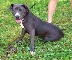 American Pit Bull Terrier Dogs for adoption in Wetumpka, AL, USA