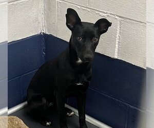 Mutt Dogs for adoption in Sterling, MA, USA