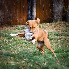 Mutt Dogs for adoption in boulder, CO, USA