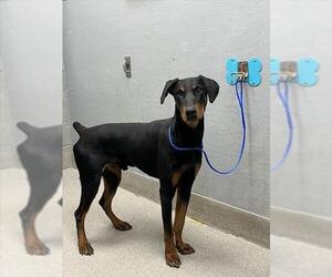 Doberman Pinscher-Unknown Mix Dogs for adoption in Las Vegas, NV, USA