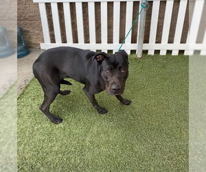 Labrador Retriever-Unknown Mix Dogs for adoption in Modesto, CA, USA