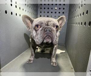 French Bulldog Dogs for adoption in Downey, CA, USA