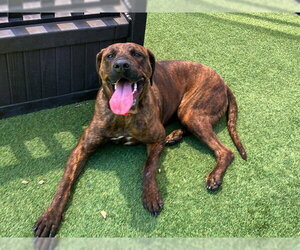 Rhodesian Ridgeback-Unknown Mix Dogs for adoption in Orange, CA, USA