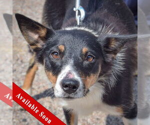 Border-Aussie Dogs for adoption in Huntley, IL, USA