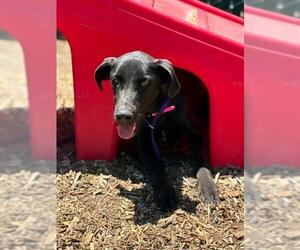 Great Dane-Unknown Mix Dogs for adoption in Visalia, CA, USA
