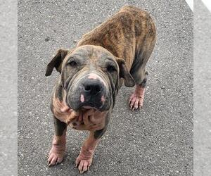 Chinese Shar-Pei-Unknown Mix Dogs for adoption in San Antonio, TX, USA