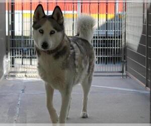 Siberian Husky Dogs for adoption in Brewster, MA, USA