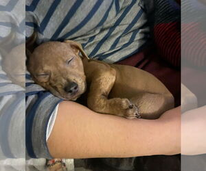 American Pit Bull Terrier-Unknown Mix Dogs for adoption in Kannapolis, NC, USA