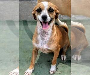 Jug Dogs for adoption in Baileyton, AL, USA