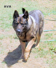 German Shepherd Dog Dogs for adoption in Lindsay, CA, USA