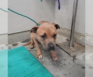 American Pit Bull Terrier Dogs for adoption in Camarillo, CA, USA