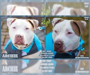 American Staffordshire Terrier Dogs for adoption in Ardsley, NY, USA