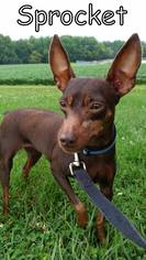 Miniature Pinscher Dogs for adoption in Tremont, IL, USA