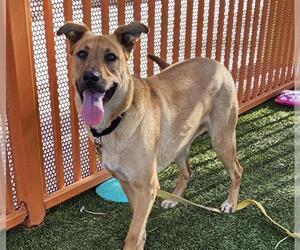 Mutt Dogs for adoption in Las Vegas, NV, USA