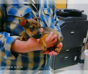 Miniature Pinscher-Unknown Mix Dogs for adoption in Oroville, CA, USA