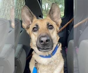 German Shepherd Dog-Unknown Mix Dogs for adoption in Zepheyrhills, FL, USA