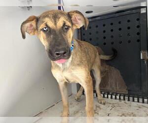 German Shepherd Dog-Unknown Mix Dogs for adoption in Visalia, CA, USA