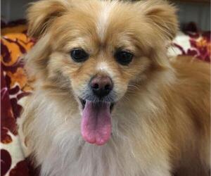 Pominese Dogs for adoption in Thief River Falls, MN, USA