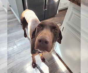 German Shorthaired Pointer Dogs for adoption in Menlo Park, CA, USA