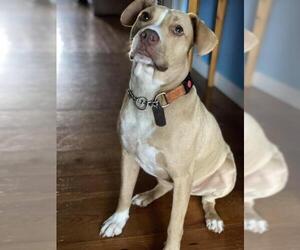 American Pit Bull Terrier-Labrador Retriever Mix Dogs for adoption in Warwick, RI, USA