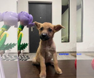 Mutt Dogs for adoption in Woodland Hills, CA, USA