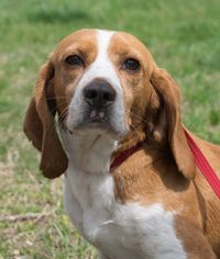Bagle Hound Dogs for adoption in Roxboro, NC, USA
