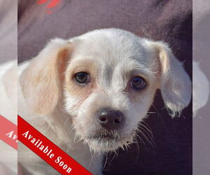 Bichon Frise-Unknown Mix Dogs for adoption in Huntley, IL, USA