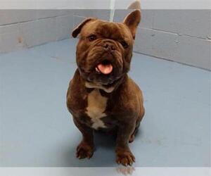 French Bulldog Dogs for adoption in Moreno Valley, CA, USA