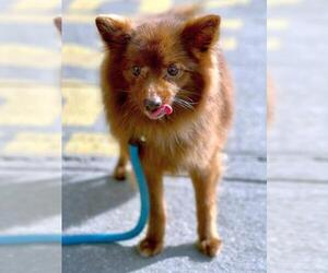 Pomeranian Dogs for adoption in Rockaway, NJ, USA