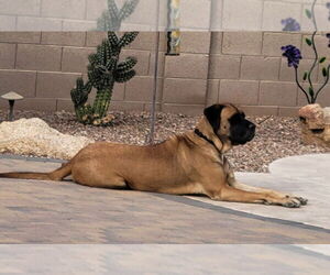 Mastiff Dogs for adoption in Goodyear, AZ, USA