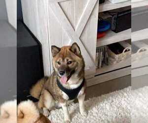 Shiba Inu Dogs for adoption in St. Louis Park, MN, USA