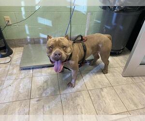 American Bulldog-Unknown Mix Dogs for adoption in Grand Prairie, TX, USA