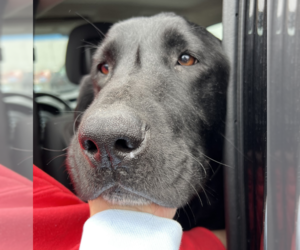 Labrador Retriever-Unknown Mix Dogs for adoption in Brooklyn, NY, USA