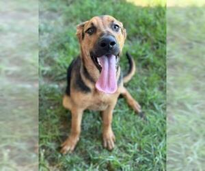 German Shepherd Dog-Unknown Mix Dogs for adoption in Riverside, CA, USA