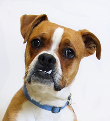Boxer Dogs for adoption in Truckee, CA, USA