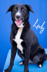 Border Collie-Unknown Mix Dogs for adoption in Livingston , LA, USA