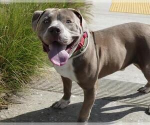 American Pit Bull Terrier Dogs for adoption in Martinez, CA, USA