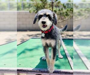 Mutt Dogs for adoption in Seal Beach, CA, USA