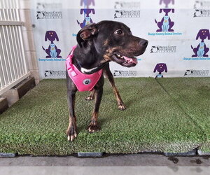 Mutt Dogs for adoption in Orlando, FL, USA