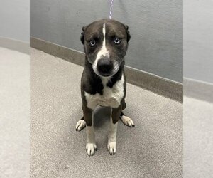 American Pit Bull Terrier-Huskies  Mix Dogs for adoption in Las Vegas, NV, USA