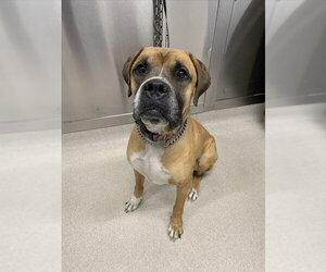 Boxador Dogs for adoption in Fairbanks, AK, USA