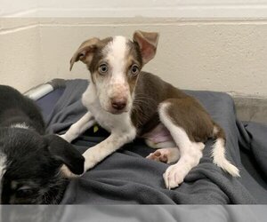 Borador Dogs for adoption in Jackson, CA, USA