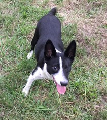 Border Collie Dogs for adoption in Issaquah, WA, USA