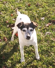 Jack Russell Terrier-Unknown Mix Dogs for adoption in Canal Winchester, OH, USA