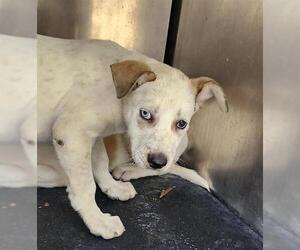 Huskies -Unknown Mix Dogs for adoption in San Antonio, TX, USA