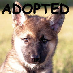 German Shepherd Dog Dogs for adoption in Estherville, IA, USA