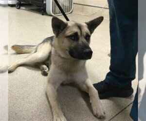 German Shepherd Dog Dogs for adoption in Riverside, CA, USA