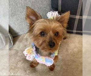 Mutt Dogs for adoption in Allentown,, PA, USA
