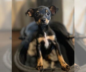 Chihuahua-Unknown Mix Dogs for adoption in Visalia, CA, USA